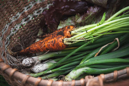 Early harvest basket. Fresh harvest from the garden. Freshly picked carrots, onions and greens lie in a wicker basket on a background of green grassの写真素材
