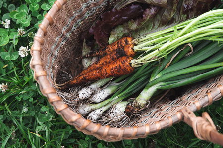 Early harvest basket. Fresh harvest from the garden. Freshly picked carrots, onions and greens lie...