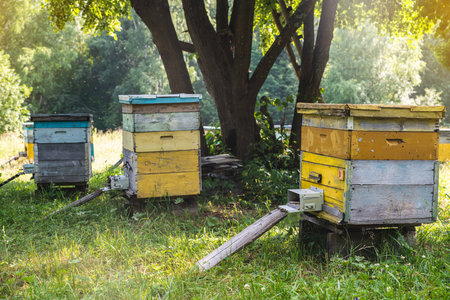 Bee apiary with beehives. A beehive from a tree stands in an apiary