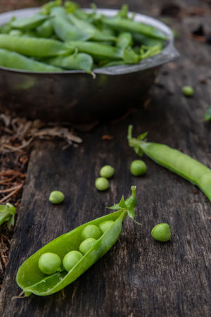 Harvest of ripe pods of green peas. Green peas in stitches in a metal bowl on a wooden natural...