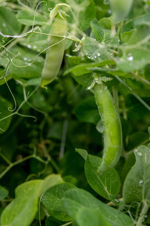 A plant of green peas in the garden. Green pea pods ready to harvest in the gardenの写真素材