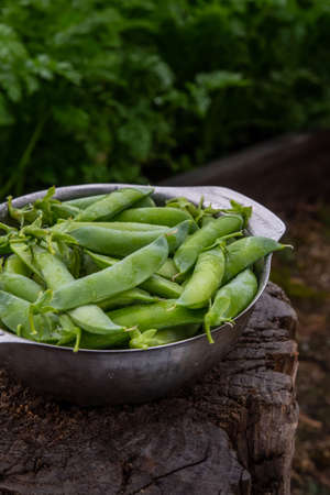 Harvest of ripe pods of green peas. Green peas in stitches in a metal bowl on a wooden natural background. Fresh green peas pods on a wooden boardの写真素材