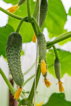 Gardening and agriculture concept. Close-up of cucumbers hanging on branches in a greenhouseの写真素材