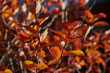 Autumn background. Orange and red autumn leaves on a tree branch in the sunの写真素材