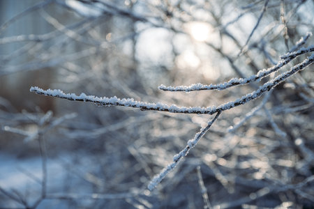 Stems and branches of plants covered with white frostの写真素材