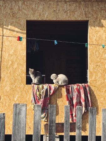 Two gray cats near the window on different color blankets. Russian village house with old fence. Sunny day with sleeping cats sitting on the windowsill. Cute animalsの写真素材