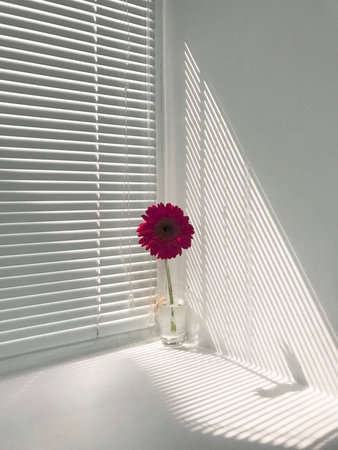 gerbera on the window, Karaganda, Kazakhstan