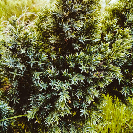 branch of spring young star juniper bush in the parkの写真素材