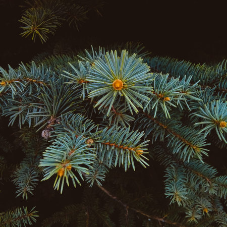 branch of blue spruce on black background in spring park