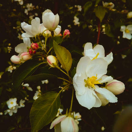 flowering branch of apple tree in the garden in spring on a dark backgroundの写真素材