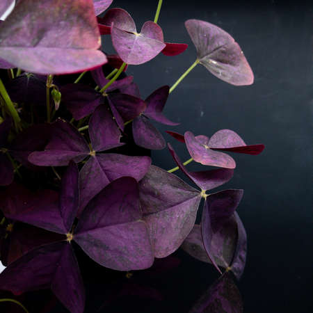 purple oxalis flower on black background houseplant many leavesの写真素材