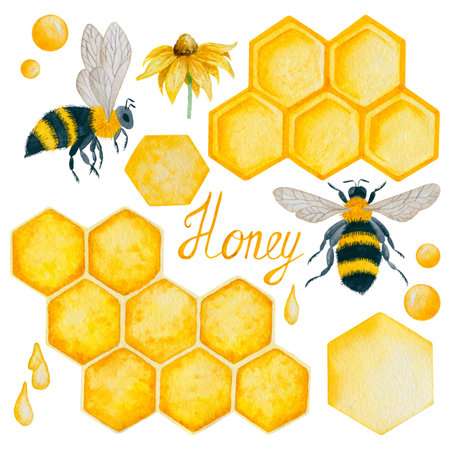 6003 Watercolor bee and honeycombs illustrationsの写真素材