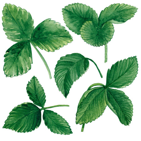 Watercolor strawberry leaves clipart set. Hand drawn food illustration.の写真素材