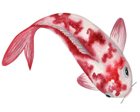 Red Koi carp watercolor illustration. Japanese traditional Fish isolated on white backgroundの写真素材