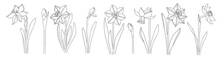 Set with daffodils. Botanical line art illustration. Hand drawn narcissus collection. Vector floral elements. Wedding elegant wildflowers for invitationのイラスト素材