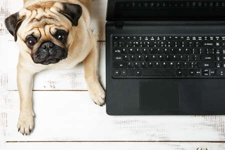 Cute biege pug lies near the laptop on a white background. Laptop top view. work from home concept.の写真素材