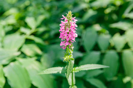 Bright pink flower on a background of emerald green leaves. The concept of the tropics. Summer concept. Garden or park concept. Copy space.の写真素材