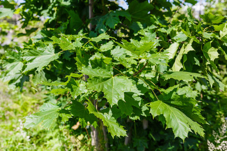 Tree with green maple leaves on a grass background. summer concept. Symbol of Canada. The concept of...