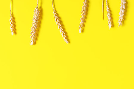 dry spikelets on a bright yellow background. Autumn concept. Beautiful autumnal background. Copy...