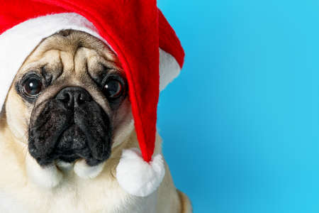 Portrait of a cute sad pug dog in a Santa Claus hat on a blue background. Christmas and New Year celebration concept. Copy spase, card.の写真素材