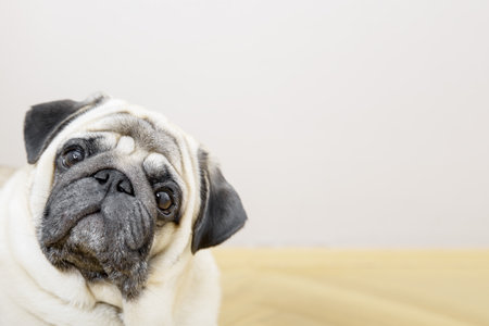 Cute pug dog looking at the camera with copy space.の写真素材