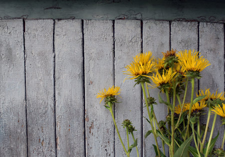 Yellow wildflowersの写真素材