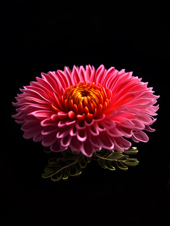 Creative illustration of a Chrysanthemum in black background. Generative AIの素材