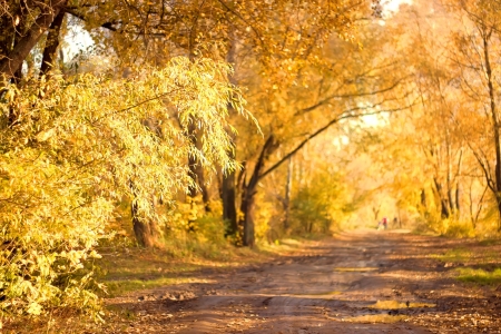 dirt road in autumn forestの写真素材