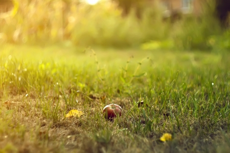 red apple on the green grassの写真素材