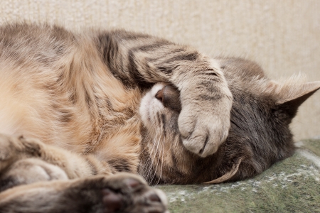 Cute sleeping gray domestic cat closeup portraitの写真素材