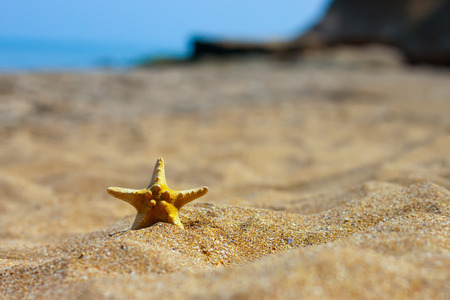 starfish on the beach sand in the summertimeの写真素材