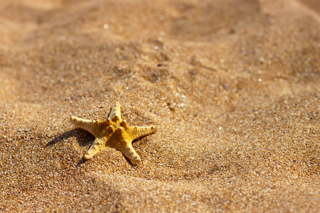 starfish on the beach sand in the summertimeの写真素材