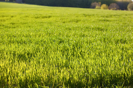 green spring meadow