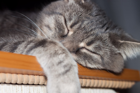 Cute sleeping gray domestic cat closeup portraitの写真素材