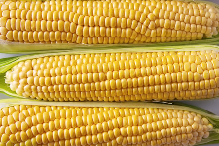 Grains of ripe corn , closeup background