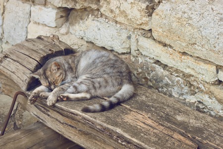 tabby gray cat lying and sleeps on the wooden bench outdoors. retro filteredの写真素材