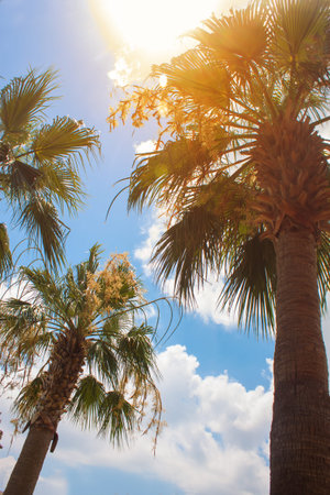 Green palm tree on blue sky and white clouds background. horizontal photo.の写真素材