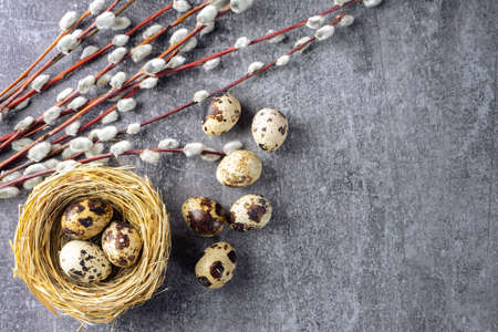 Easter quail eggs in nest and willow branch on grey concrete backgroundの写真素材
