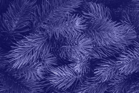 Background made of green Christmas tree branches colored in Very Peri - color of the year 2022. Flat lay. Nature New Year concept. Spruce, fir tree texture close upの写真素材