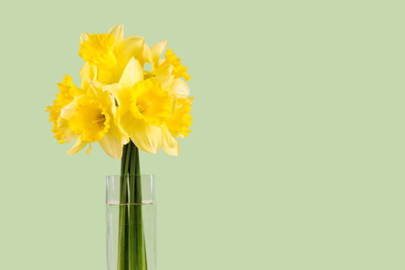 Bouquet of yellow daffodils, narcissus in transparent vase on green background with copy space....