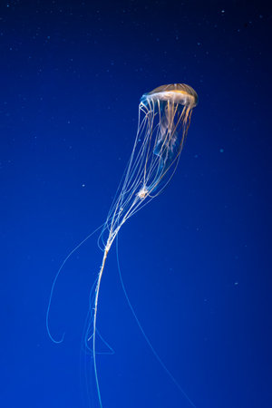 Group of fluorescent jellyfish swimming underwater aquarium pool. The Northern sea nettle brown jellyfish chrysaora melanaster in blue water, ocean. Theriology, tourism, diving, undersea life.の写真素材