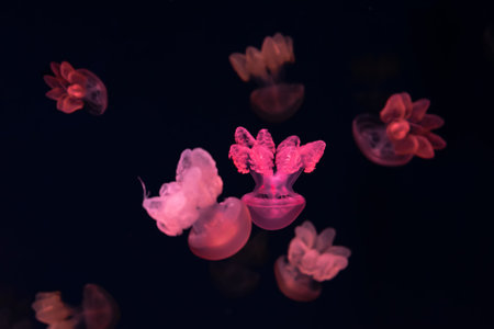 Group of pink fluorescent jellyfish swimming underwater aquarium pool. The Lychnorhiza lucerna marble jellyfish in dark water, ocean. Theriology, tourism, diving, undersea life.の写真素材