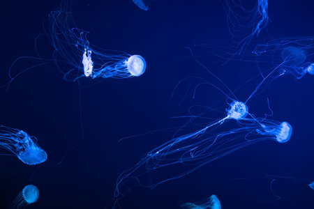 Group of fluorescent jellyfish swimming underwater aquarium pool. The Atlantic sea nettle chrysaora quinquecirrha in blue water, ocean. Theriology, tourism, diving, undersea life.の写真素材