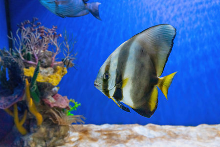 Beautiful bright fish Platax teira, Longfin Batfish in blue water of aquarium. Tropical fish on the...