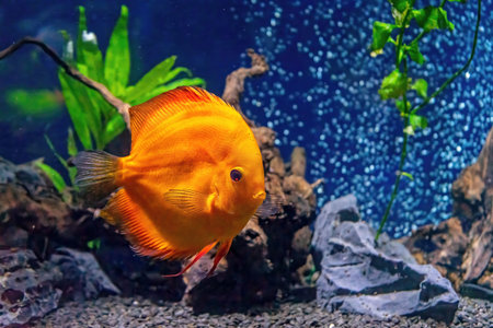 Beautiful bright yellow fish in the aquarium, Symphysodon discus. Tropical fish on the background of...