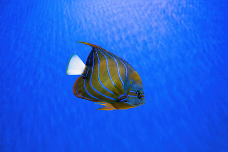 Beautiful fish Bluering angelfish, Pomacanthus Annularis in blue aquarium water. Tropical fish on...