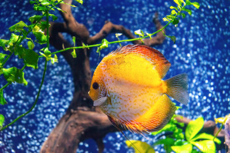 Beautiful bright yellow fish in the aquarium, Symphysodon discus. Tropical fish on the background of aquatic plants in oceanarium poolの写真素材