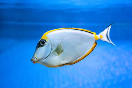 Naso Lituratus Acanthuridae tropical fish, Orangespine unicornfish in aquarium blue water. Ocean, marine, aqueatic, underwater life.の写真素材