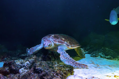 Green sea turtle Chelonia mydas swinning in aquarium, oceanarium blue water. Ocean, marine,...