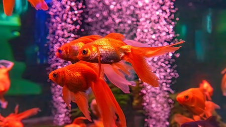 Group of bright orange Carassius auratus or Gold fish from Asia swimming in aquarium. Chinese freshwater goldfish, underwater, marine life, aquatic organism, animal, petの写真素材